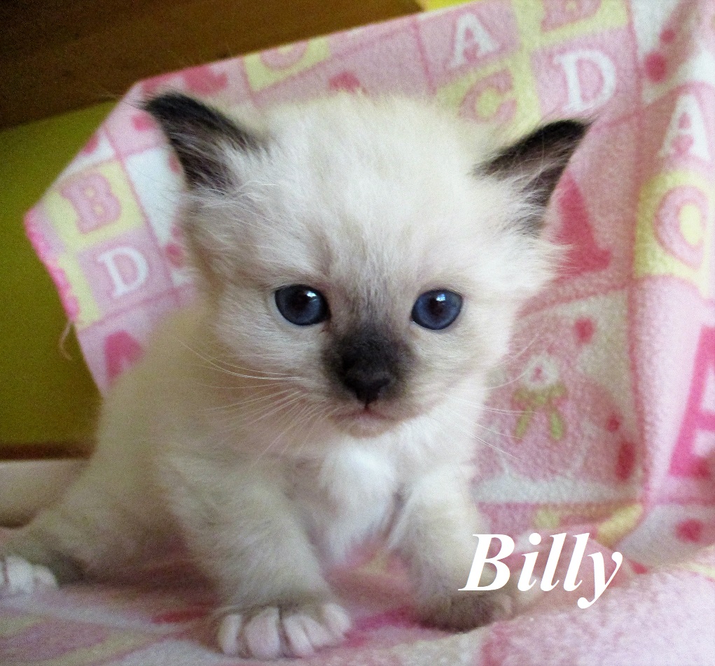 Billy – Birma (Heilige Birma) Kitten, Seal Point – Foto 3