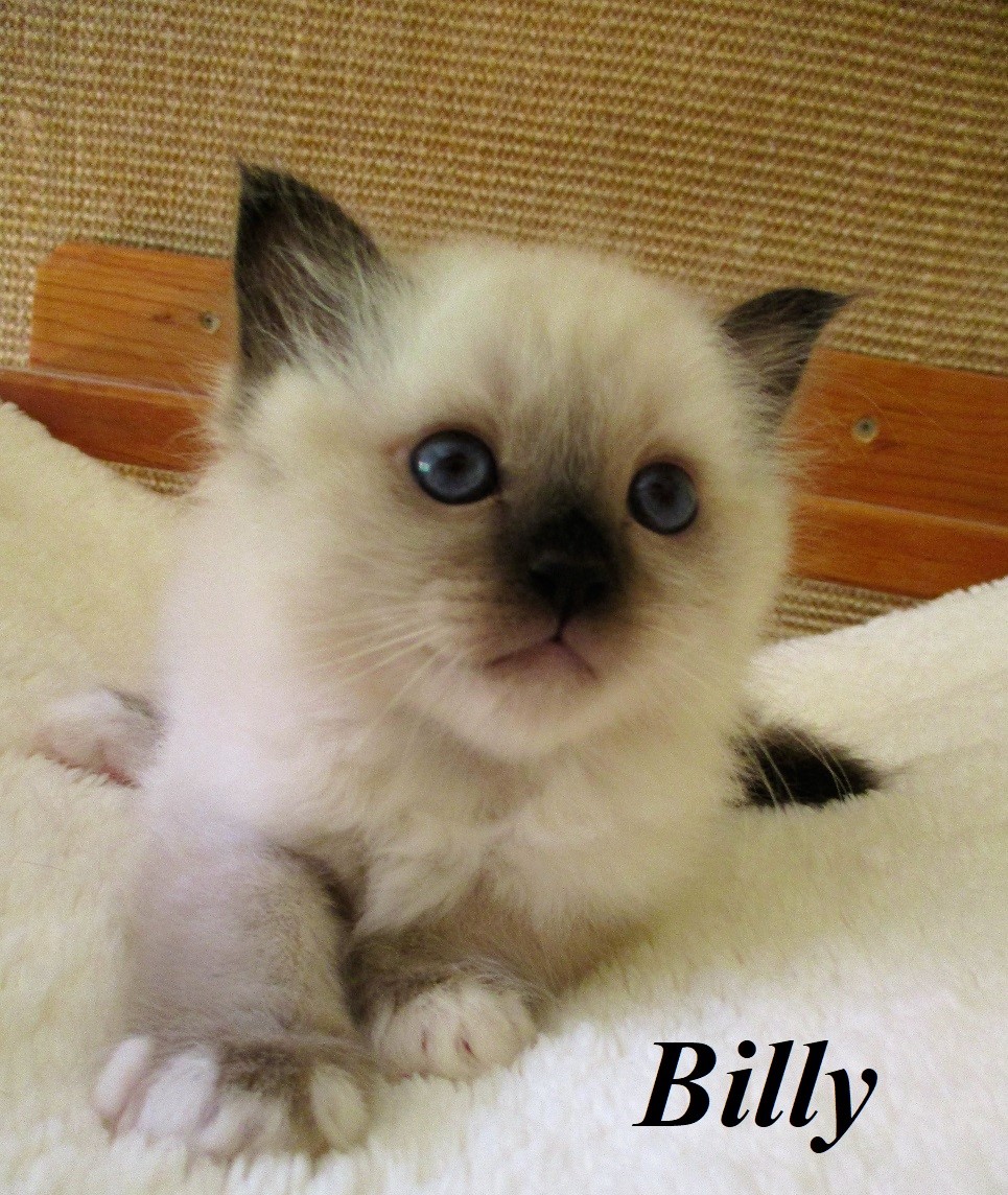 Billy – Birma (Heilige Birma) Kitten, Seal Point – Foto 2