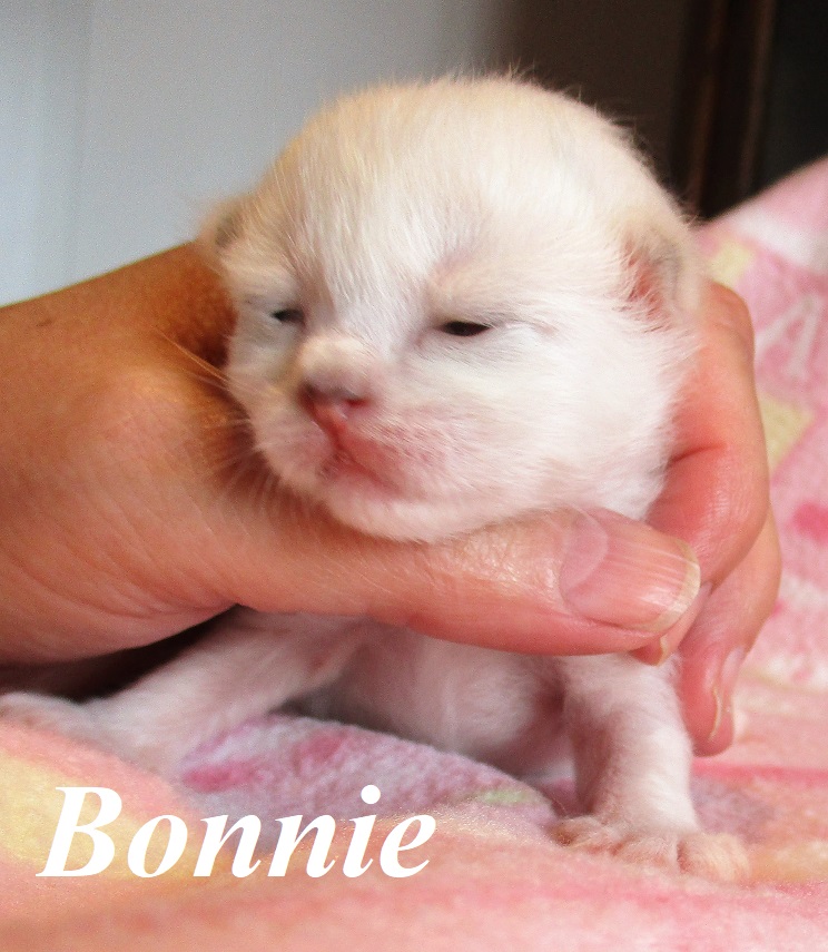 Bonnie – Birma (Heilige Birma) Kitten, Blue Tortie Point – Foto 4