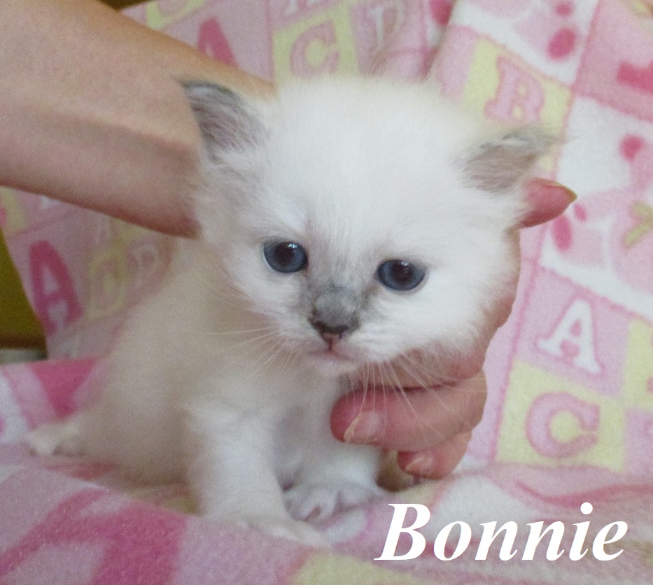 Bonnie – Birma (Heilige Birma) Kitten, Blue Tortie Point – Foto 3