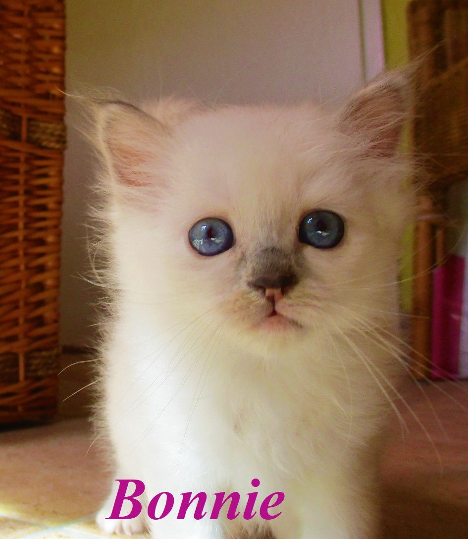 Bonnie – Birma (Heilige Birma) Kitten, Blue Tortie Point – Foto 2