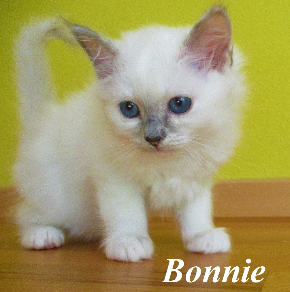 Bonnie