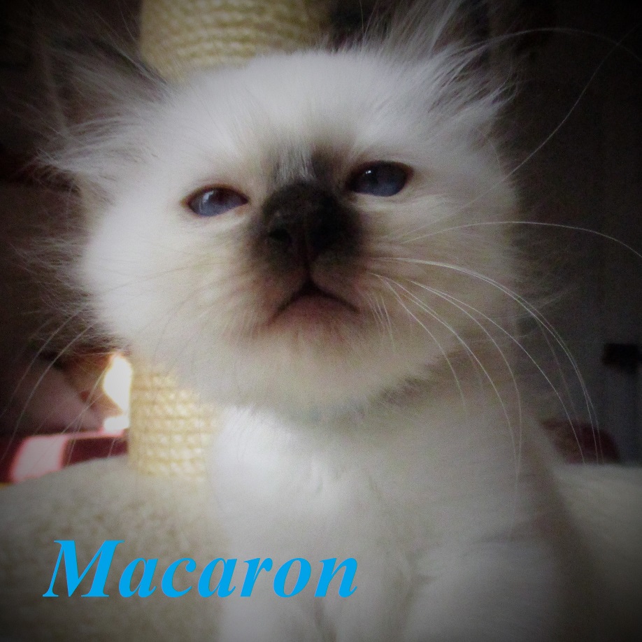 Macaron – Birma (Heilige Birma) Kitten, Chocolate Point – Foto 2