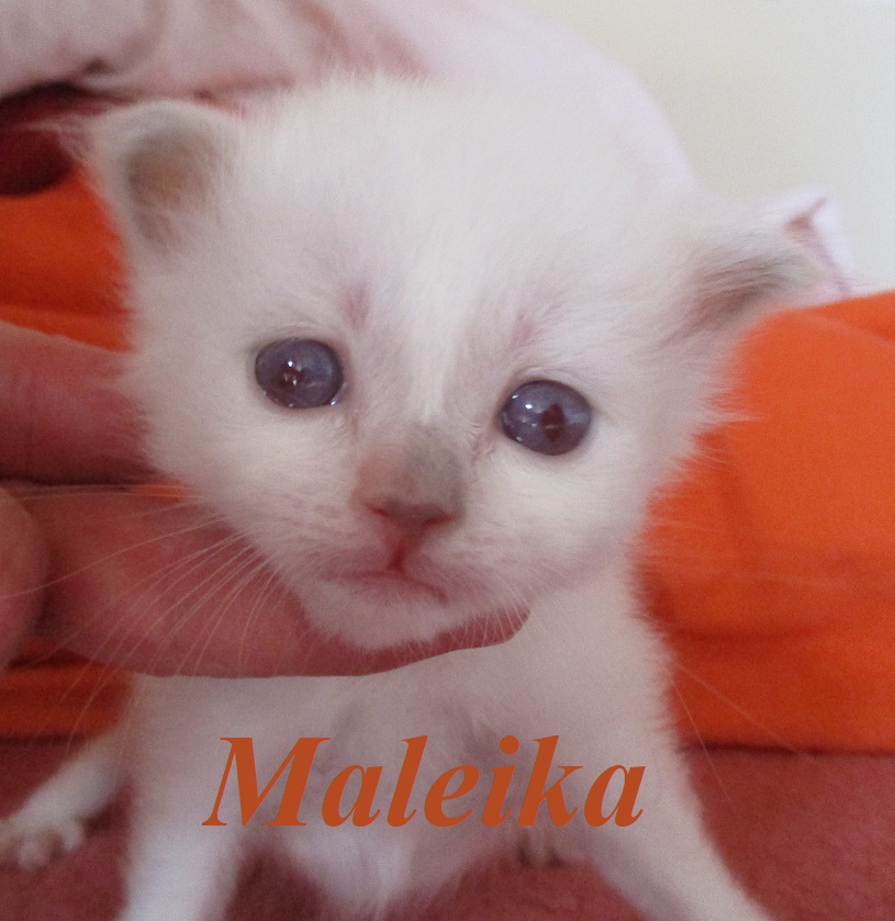 Maleika – Birma (Heilige Birma) Kitten, Lilac Tortie Point – Foto 2