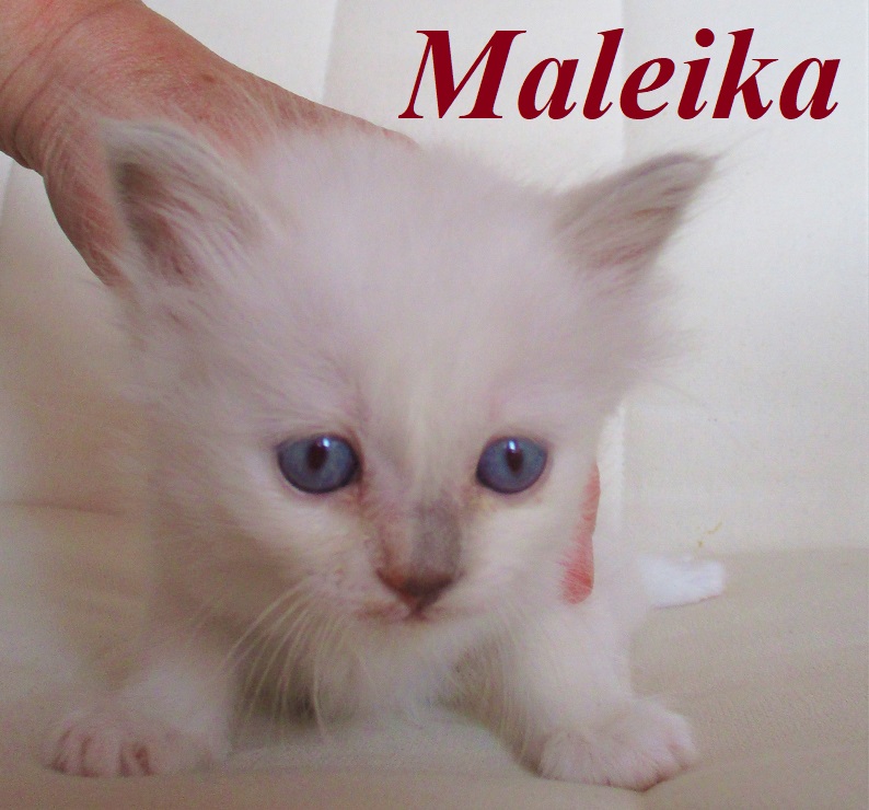 Maleika