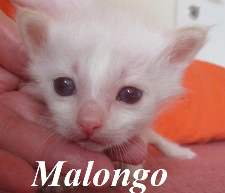 Malongo – Birma (Heilige Birma) Kitten, Cream Point – Foto 2