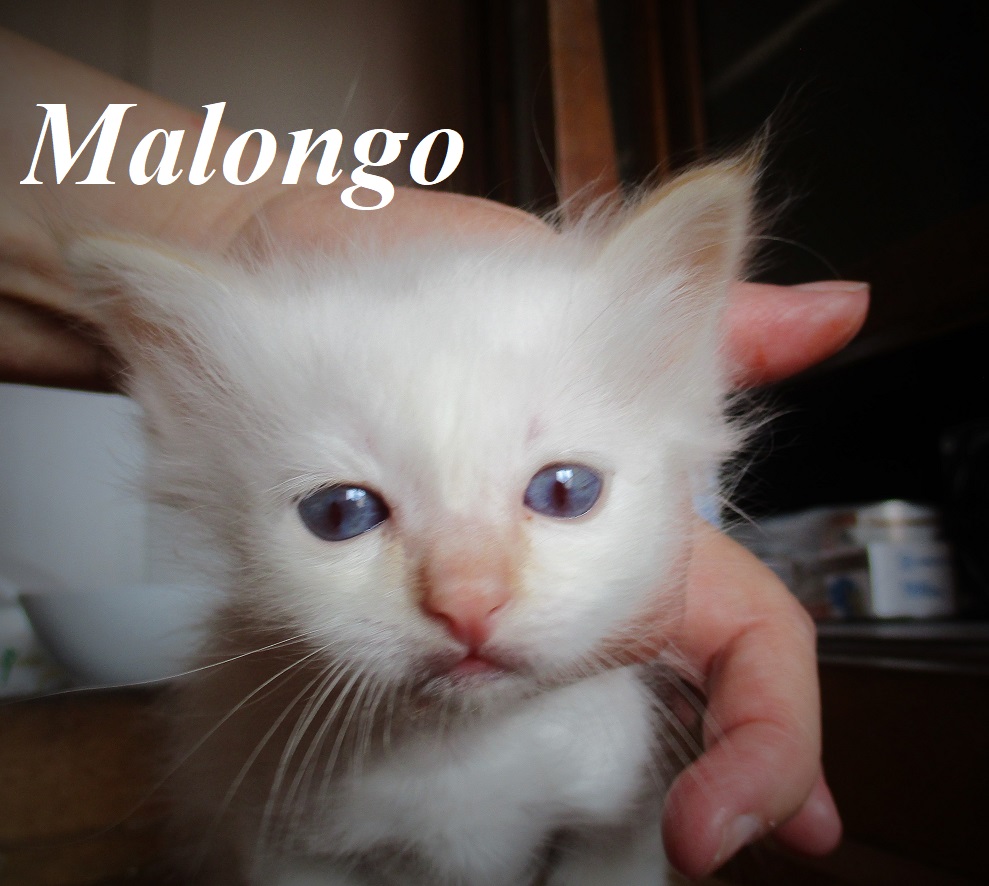Malongo