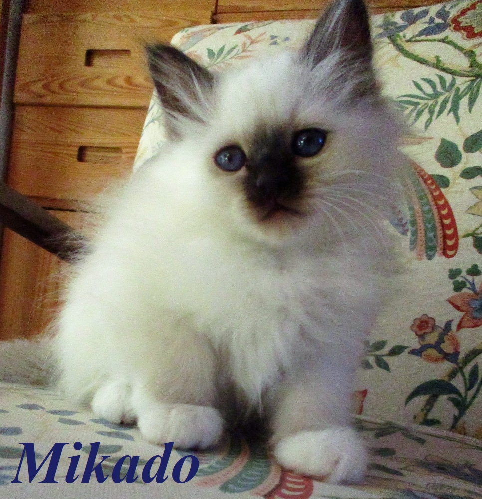 Mikado