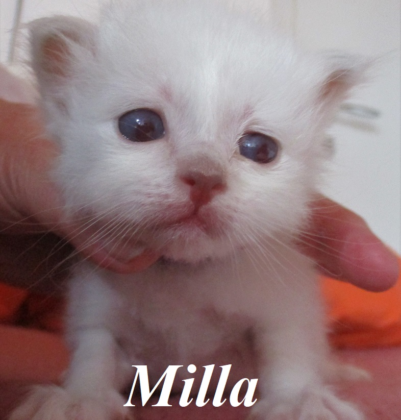 Milla the cosy Beauty – Birma (Heilige Birma) Kitten, Lilac Tortie Point – Foto 2