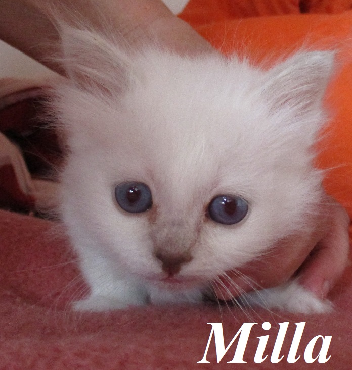 Milla the cosy Beauty – Birma (Heilige Birma) Kitten, Lilac Tortie Point