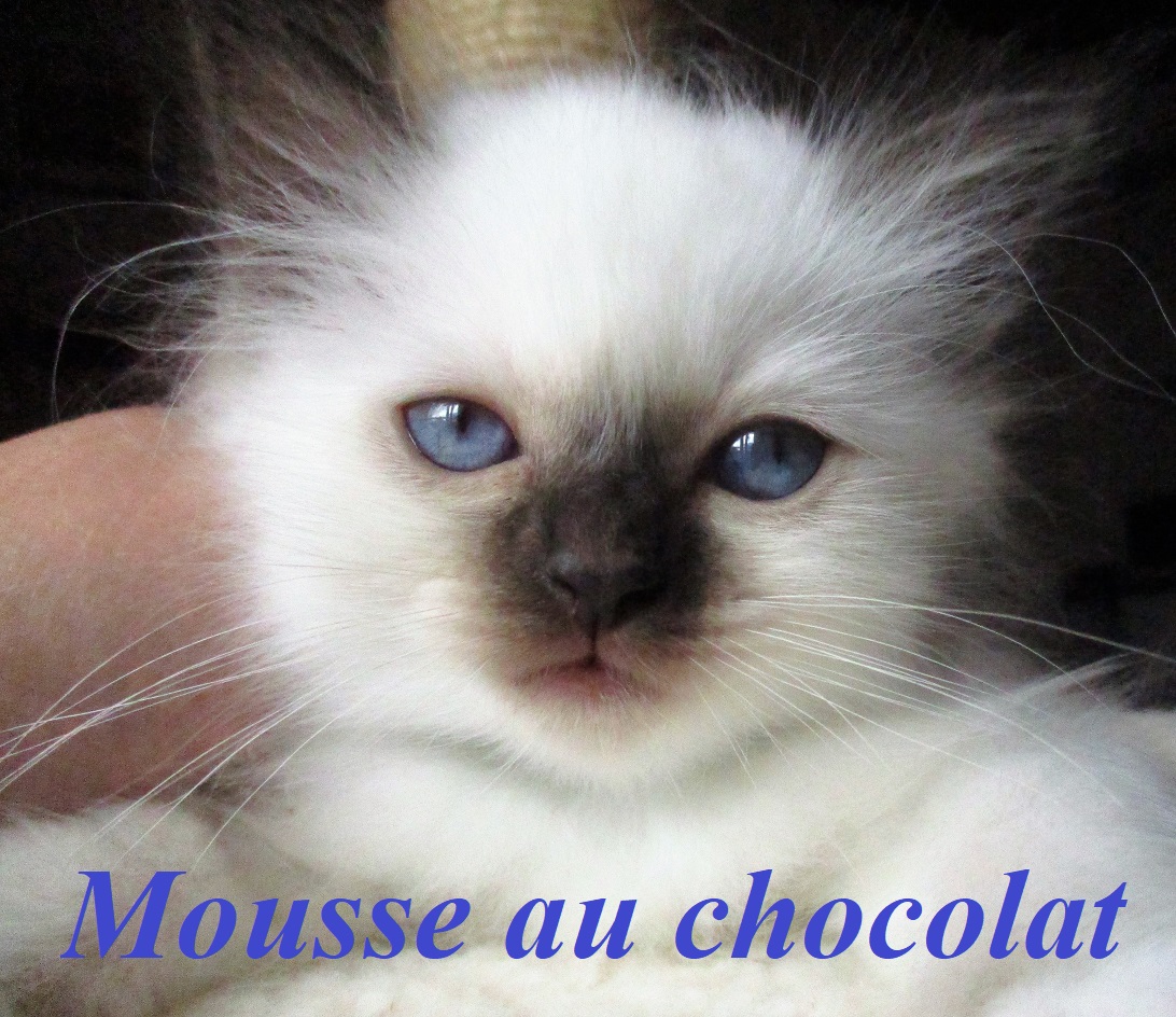 Mousse au Chocolat – chaton Sacré de Birmanie, Chocolate Point – Photo 2