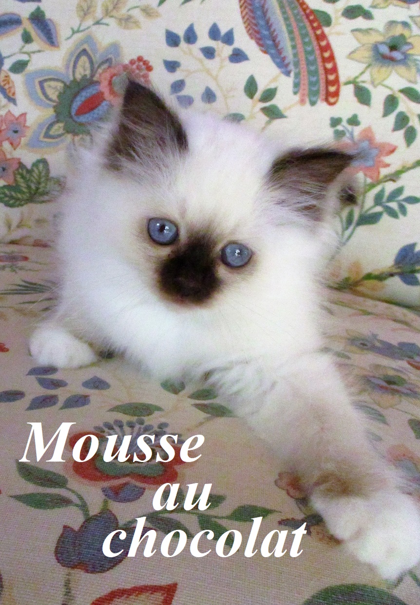 Mousse au Chocolat