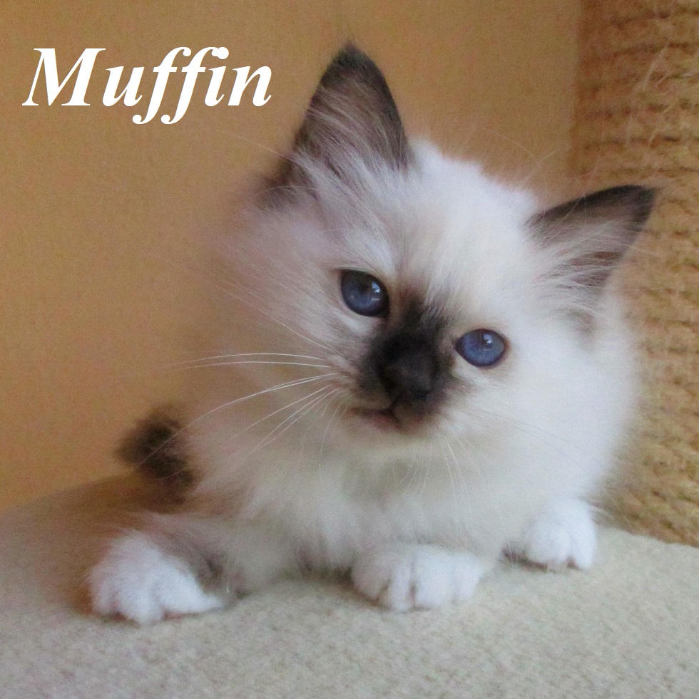 Muffin the cosy Beauty
