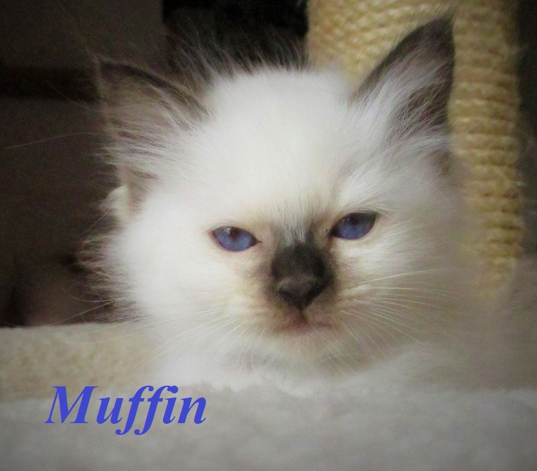 Muffin the cosy Beauty – Birma (Heilige Birma) Kitten, Chocolate Point – Foto 2