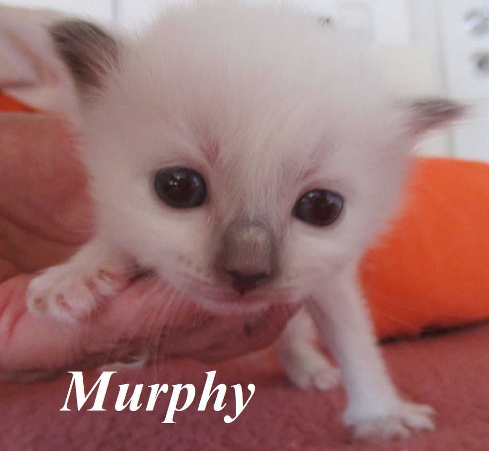 Murphy the cosy Beauty – Birman (Sacred Birman) kitten, Chocolate Point – Photo 2