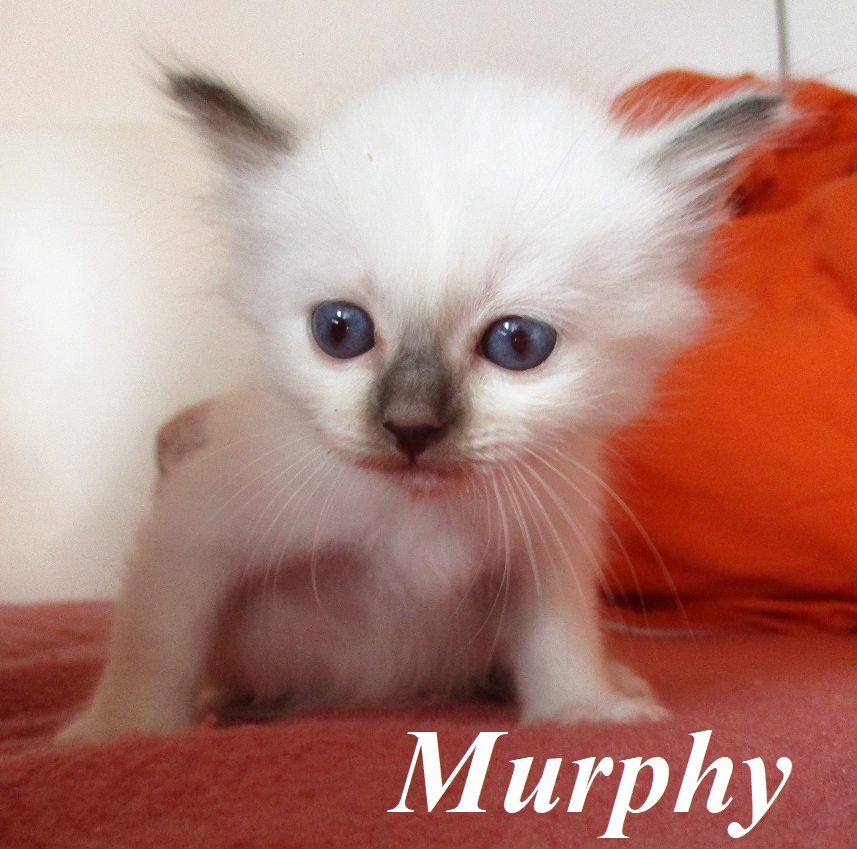 Murphy the cosy Beauty – Birman (Sacred Birman) kitten, Chocolate Point