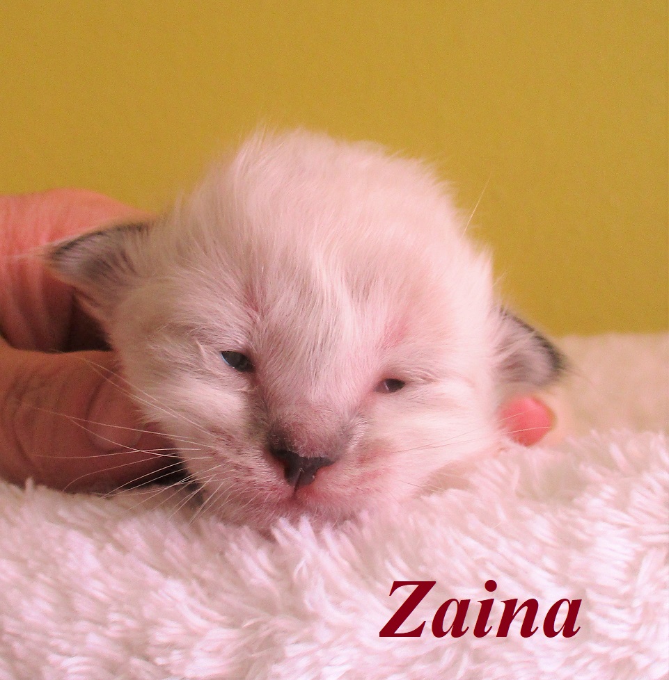 Zaina – Birma (Heilige Birma) Kitten, Seal Torbie Point – Foto 4