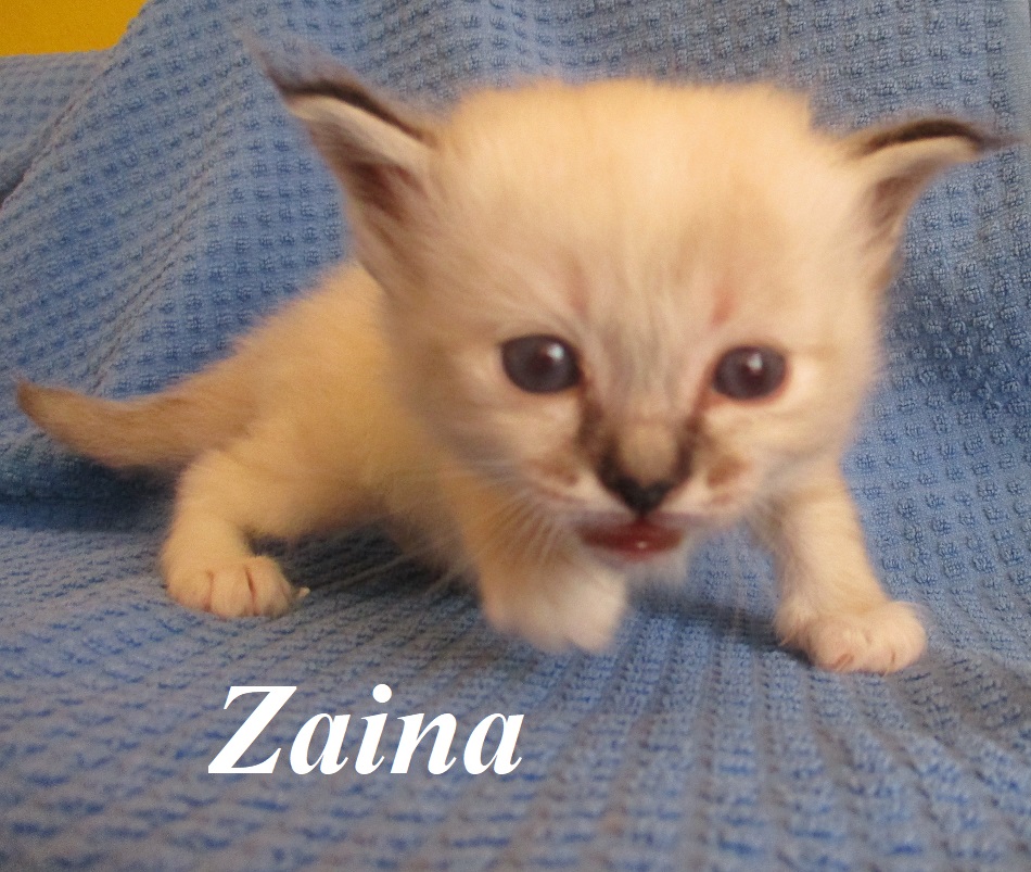 Zaina – Birma (Heilige Birma) Kitten, Seal Torbie Point – Foto 3
