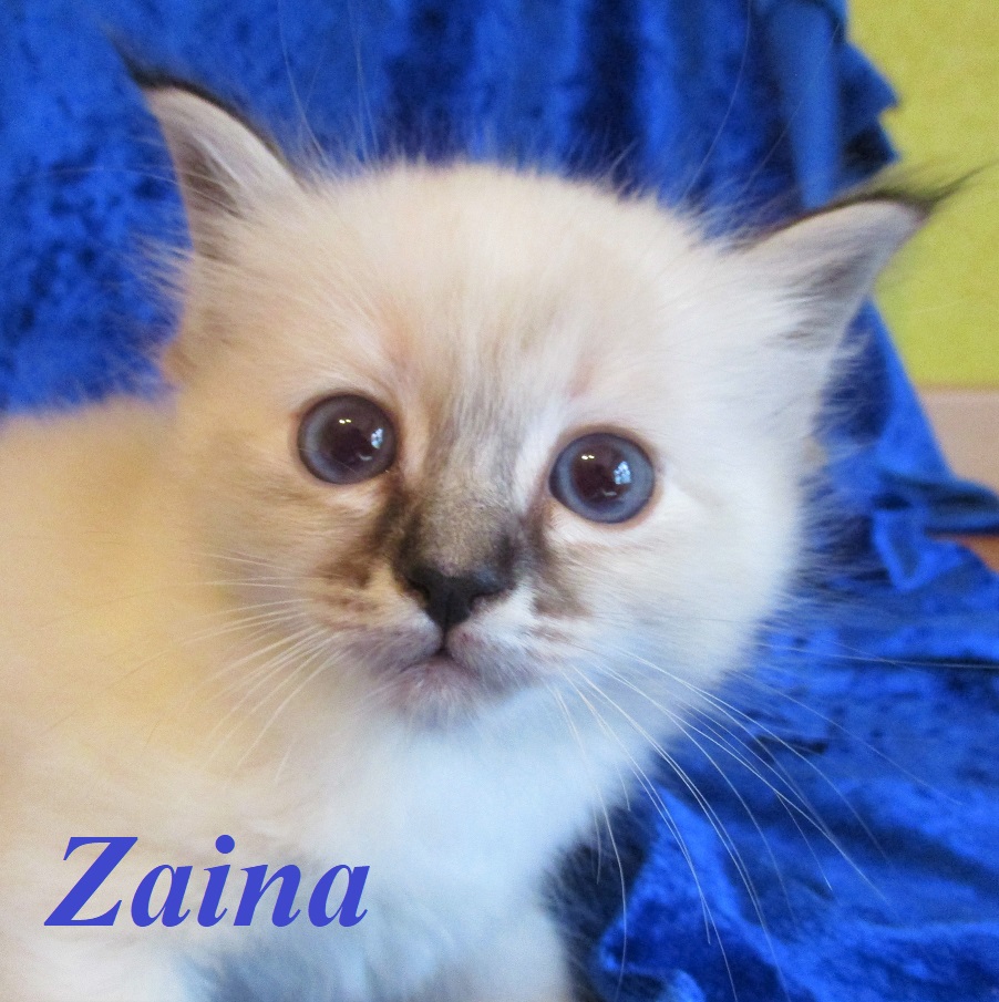 Zaina – Birma (Heilige Birma) Kitten, Seal Torbie Point – Foto 2