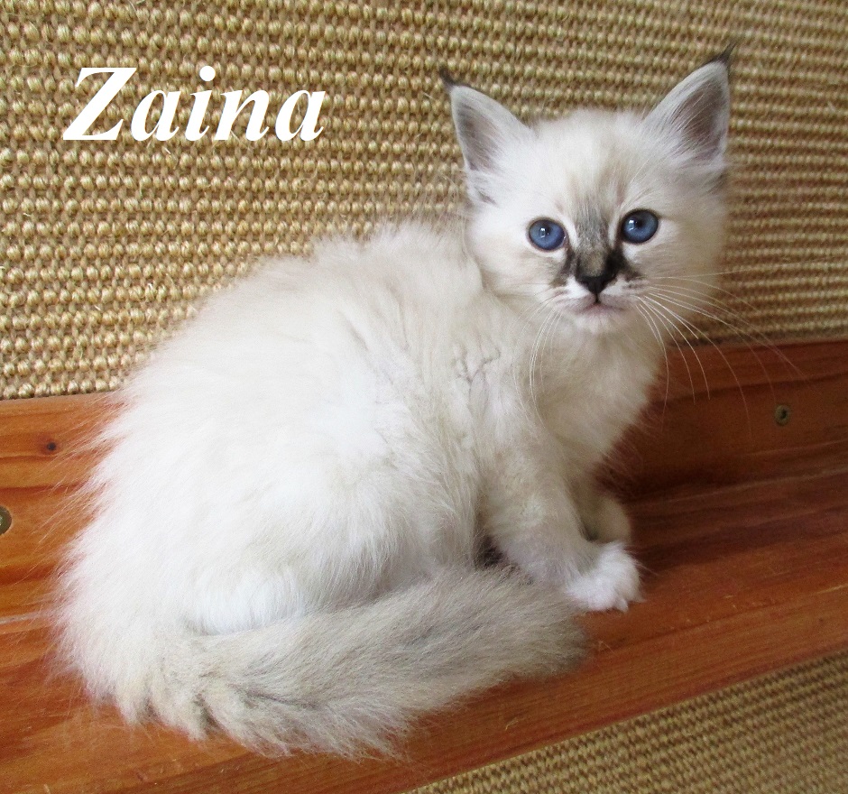 Zaina