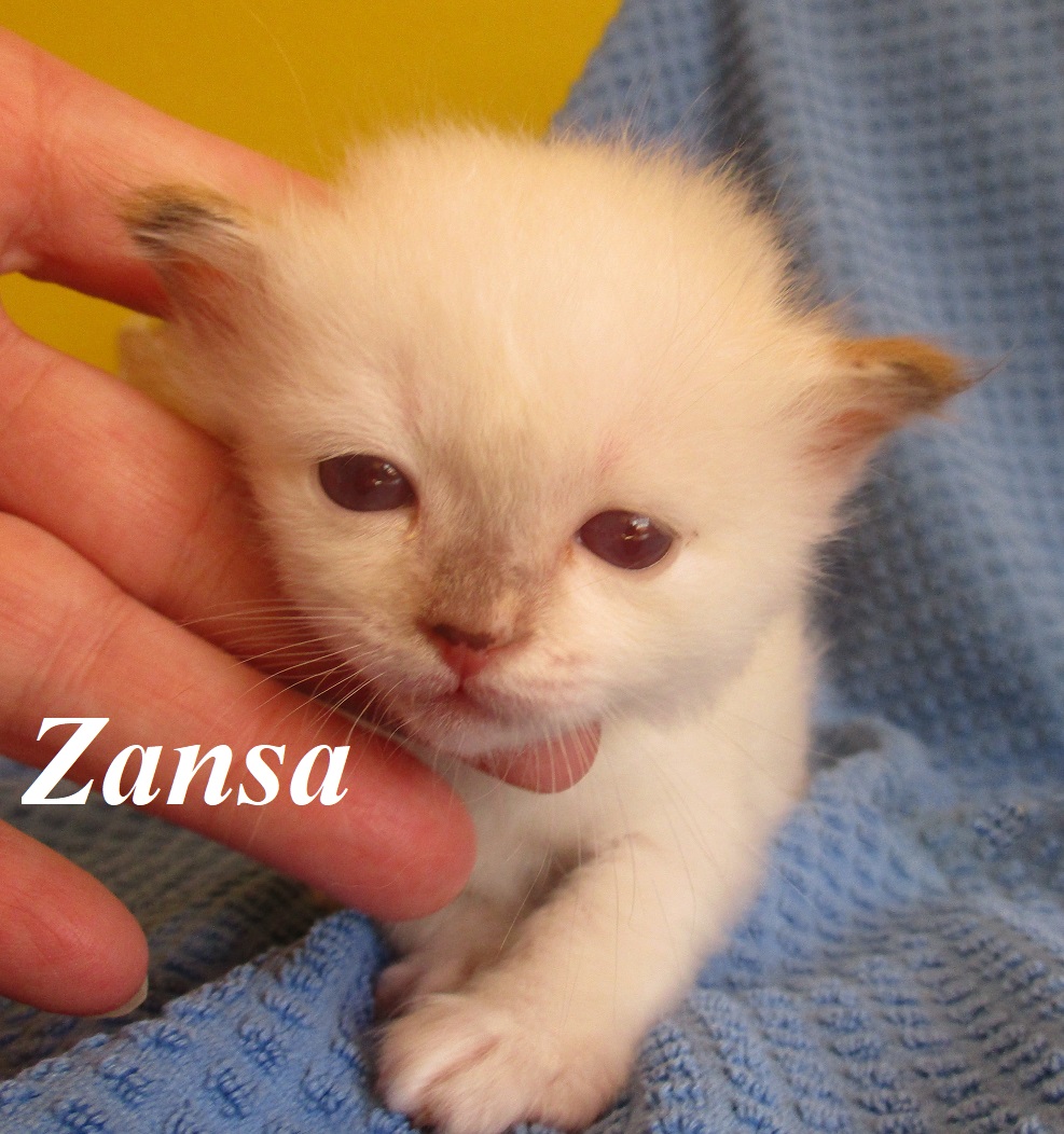 Zansa the cosy One – Birma (Heilige Birma) Kitten, Chocolate Tortie Point – Foto 2