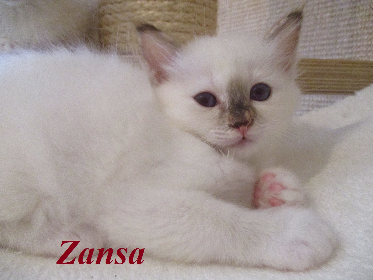 Zansa the cosy One