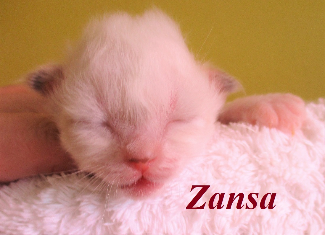 Zansa the cosy One – Birma (Heilige Birma) Kitten, Chocolate Tortie Point – Foto 3