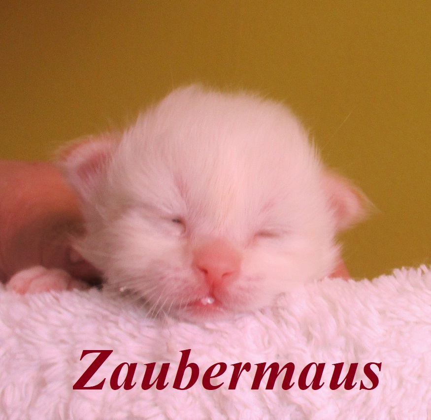Zaubermaus – Birma (Heilige Birma) Kitten – Foto 4