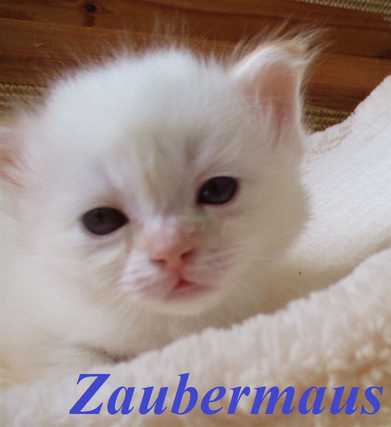 Zaubermaus – Birma (Heilige Birma) Kitten – Foto 3