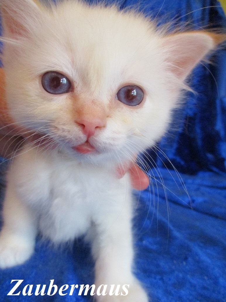 Zaubermaus – Birma (Heilige Birma) Kitten – Foto 2