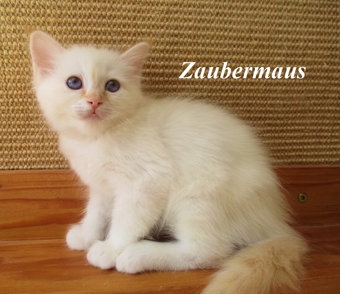 Zaubermaus