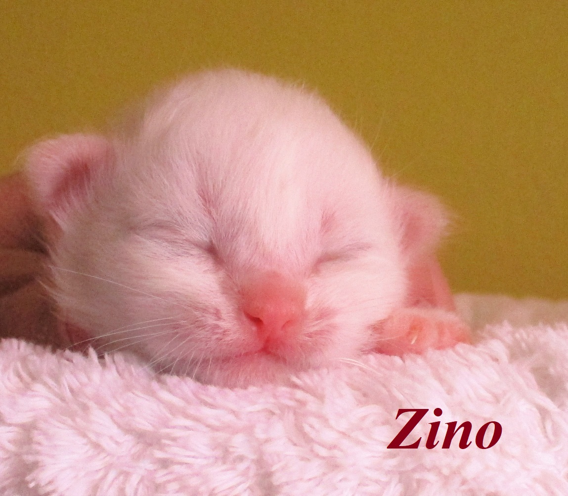 Zino – Birma (Heilige Birma) Kitten – Foto 4