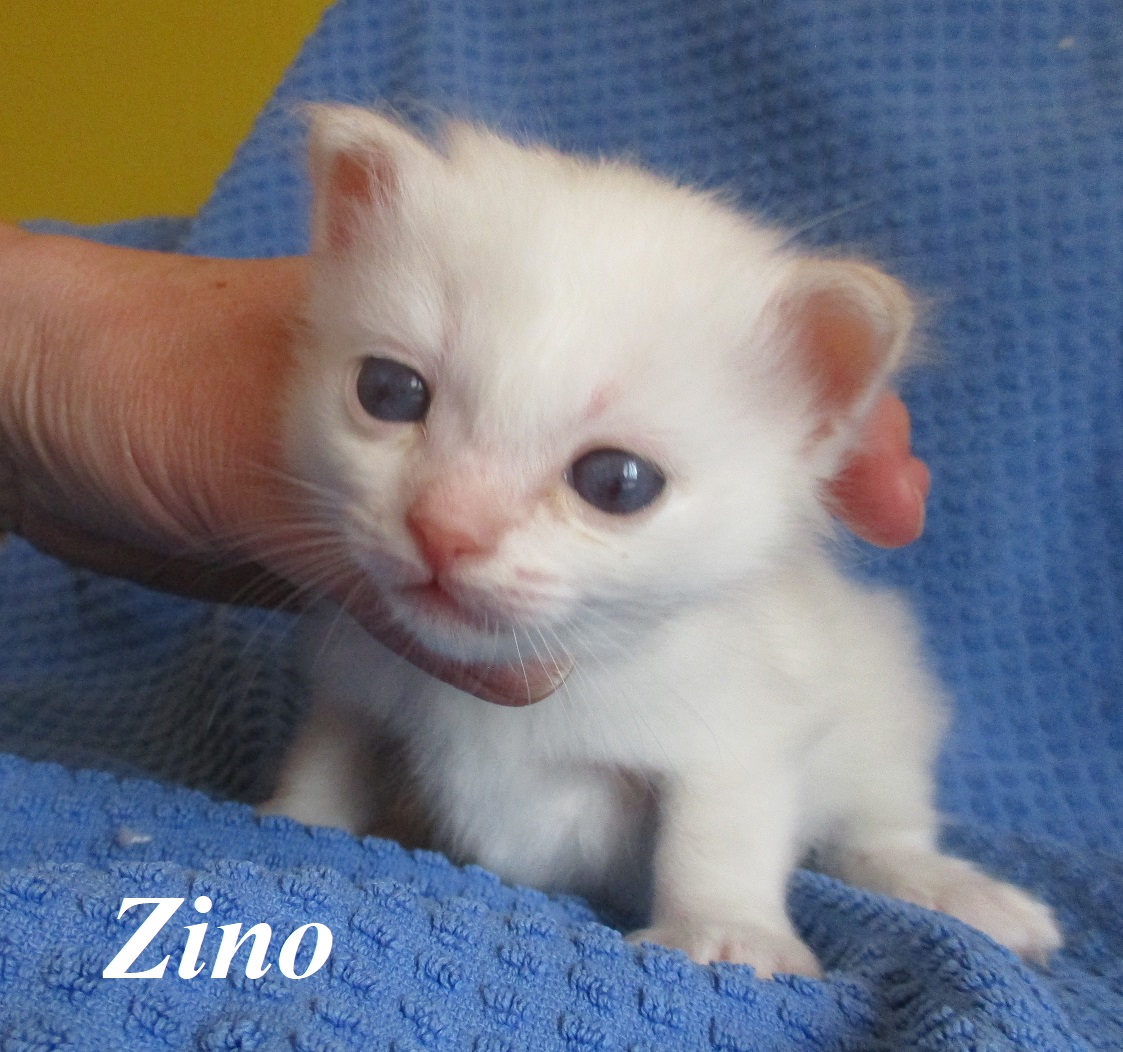 Zino – Birma (Heilige Birma) Kitten – Foto 3