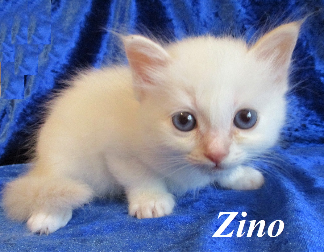 Zino – Birma (Heilige Birma) Kitten – Foto 2
