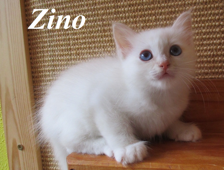Zino