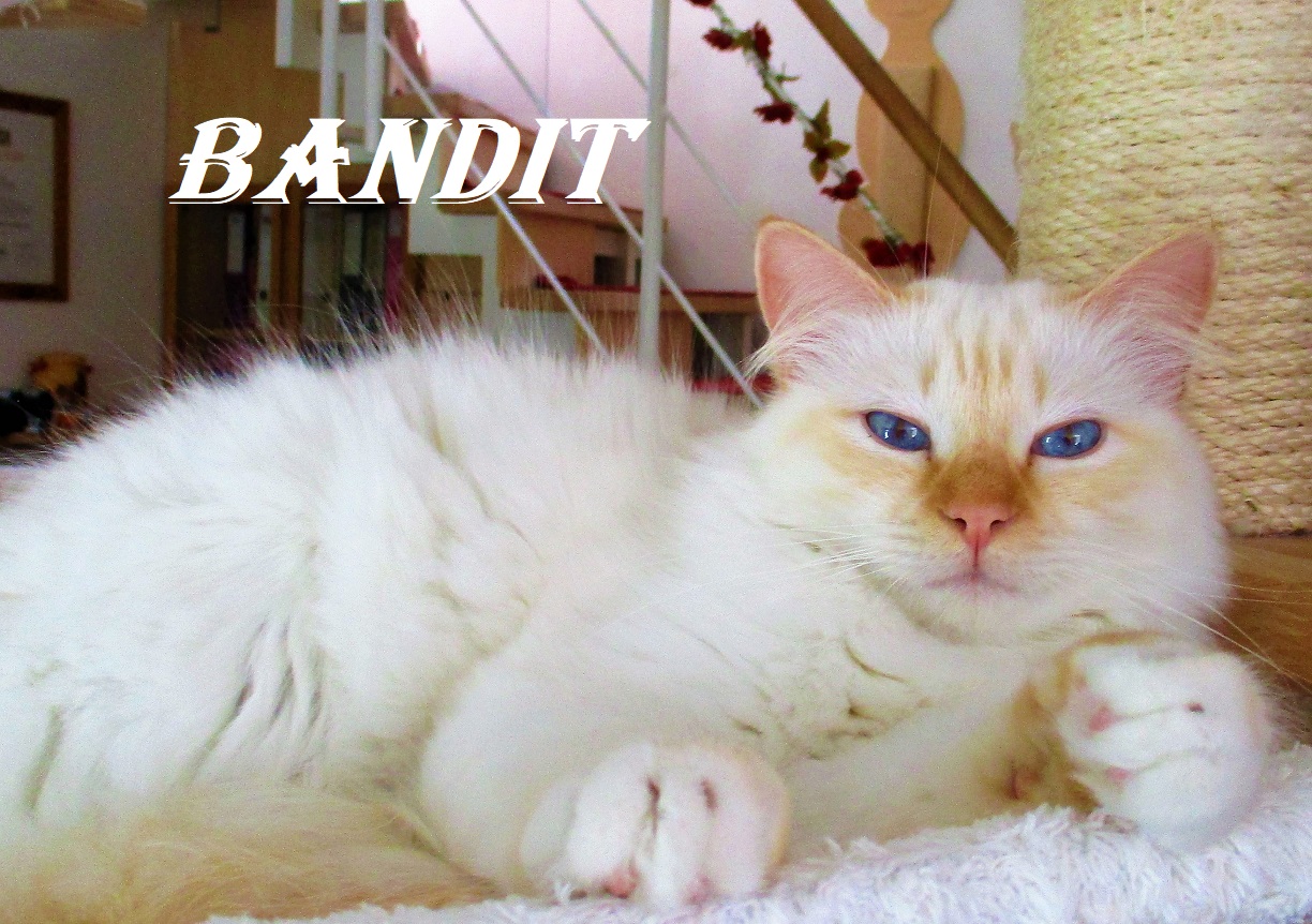 Bandit the cosy One