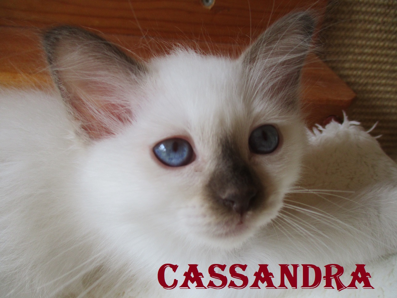 Cassandra