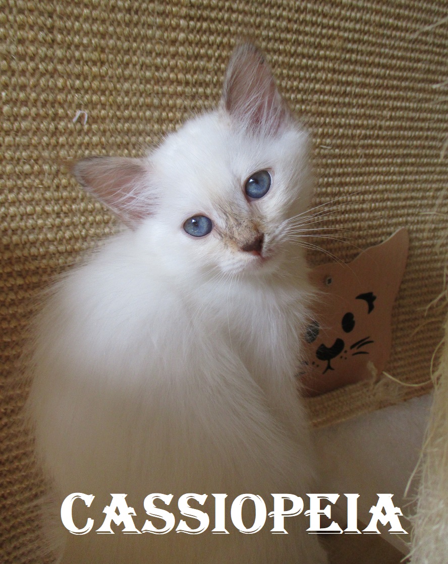 Cassiopeia