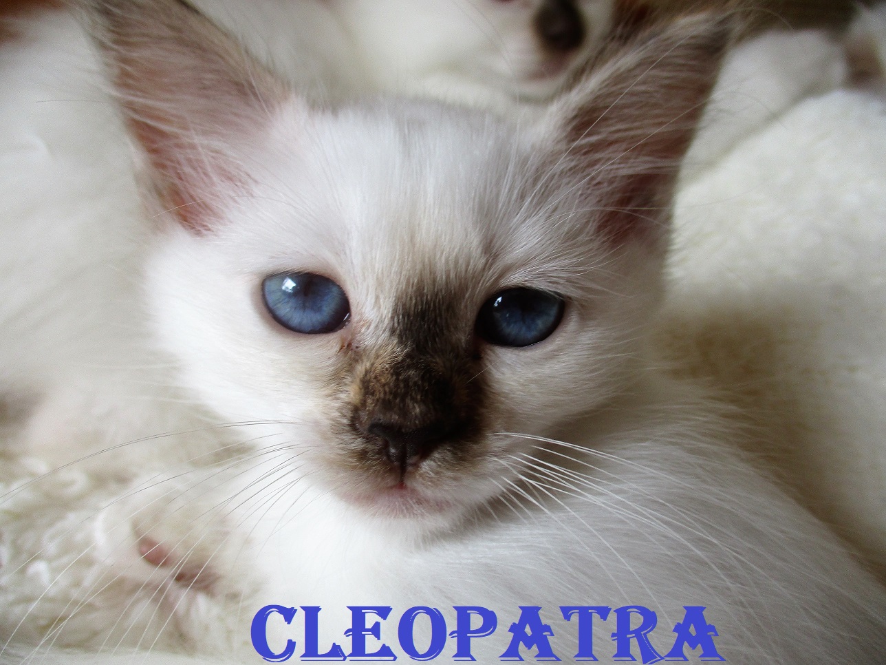 Cleopatra