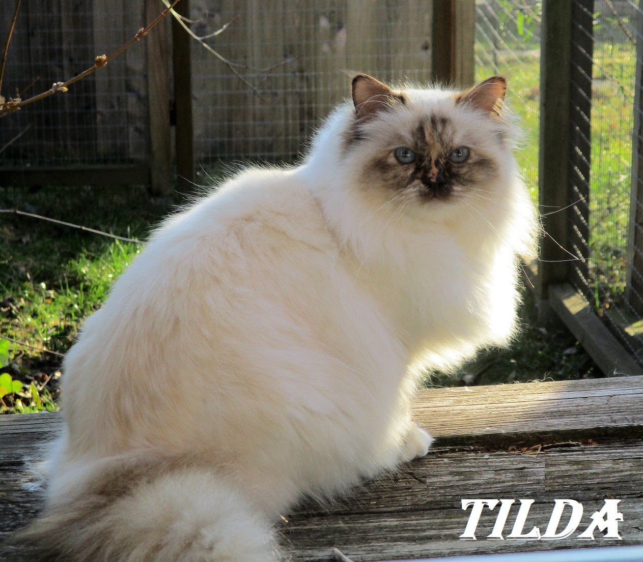 Tilda the cosy One