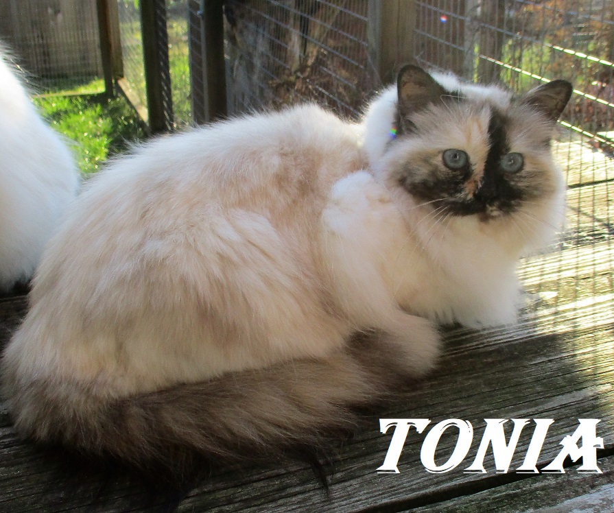 Tonia the cosy One