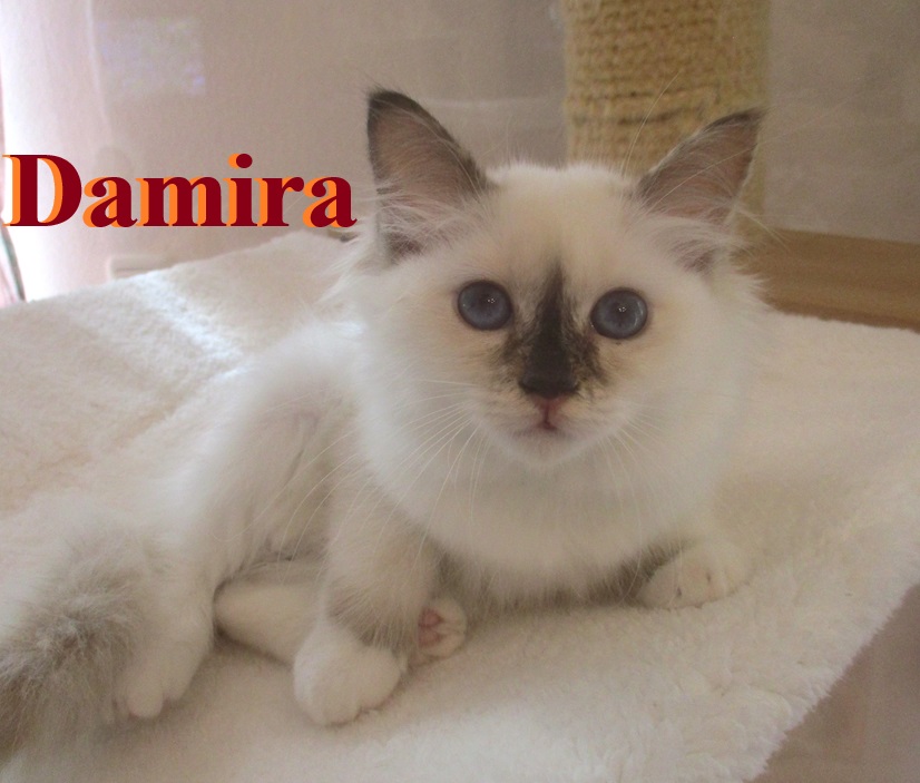 Damira