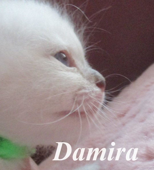 Damira – Birma (Heilige Birma) Kitten – Foto 4