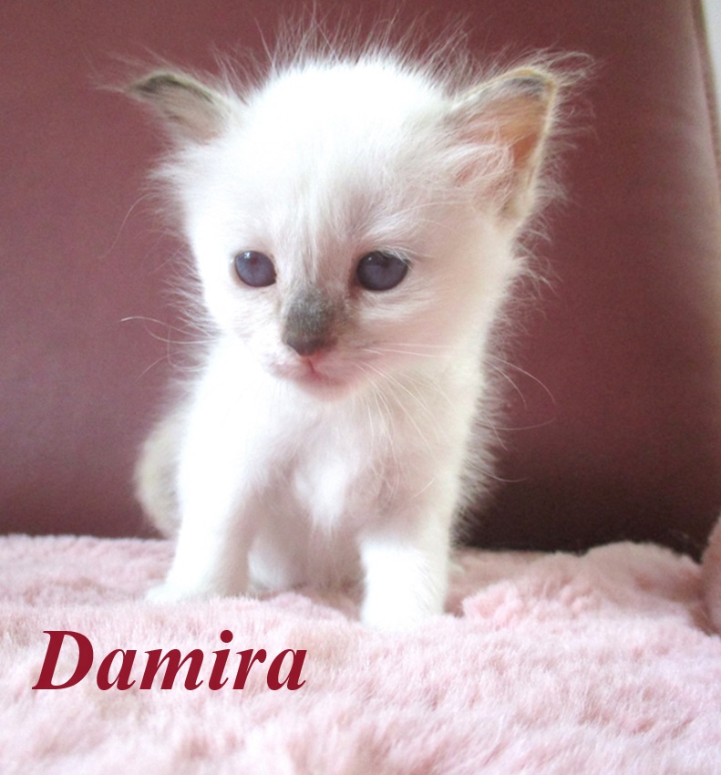 Damira – Birma (Heilige Birma) Kitten – Foto 3