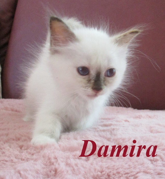 Damira – Birma (Heilige Birma) Kitten – Foto 2