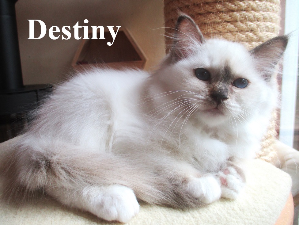 Destiny – Birma (Heilige Birma) Kitten, Chocolate Tortie Point