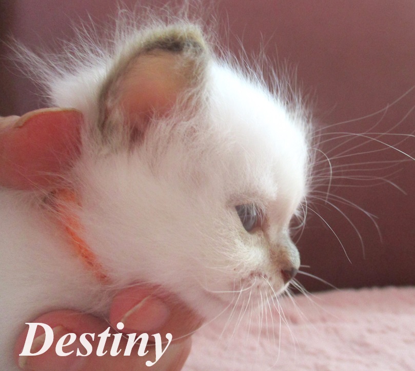 Destiny – Birma (Heilige Birma) Kitten, Chocolate Tortie Point – Foto 4