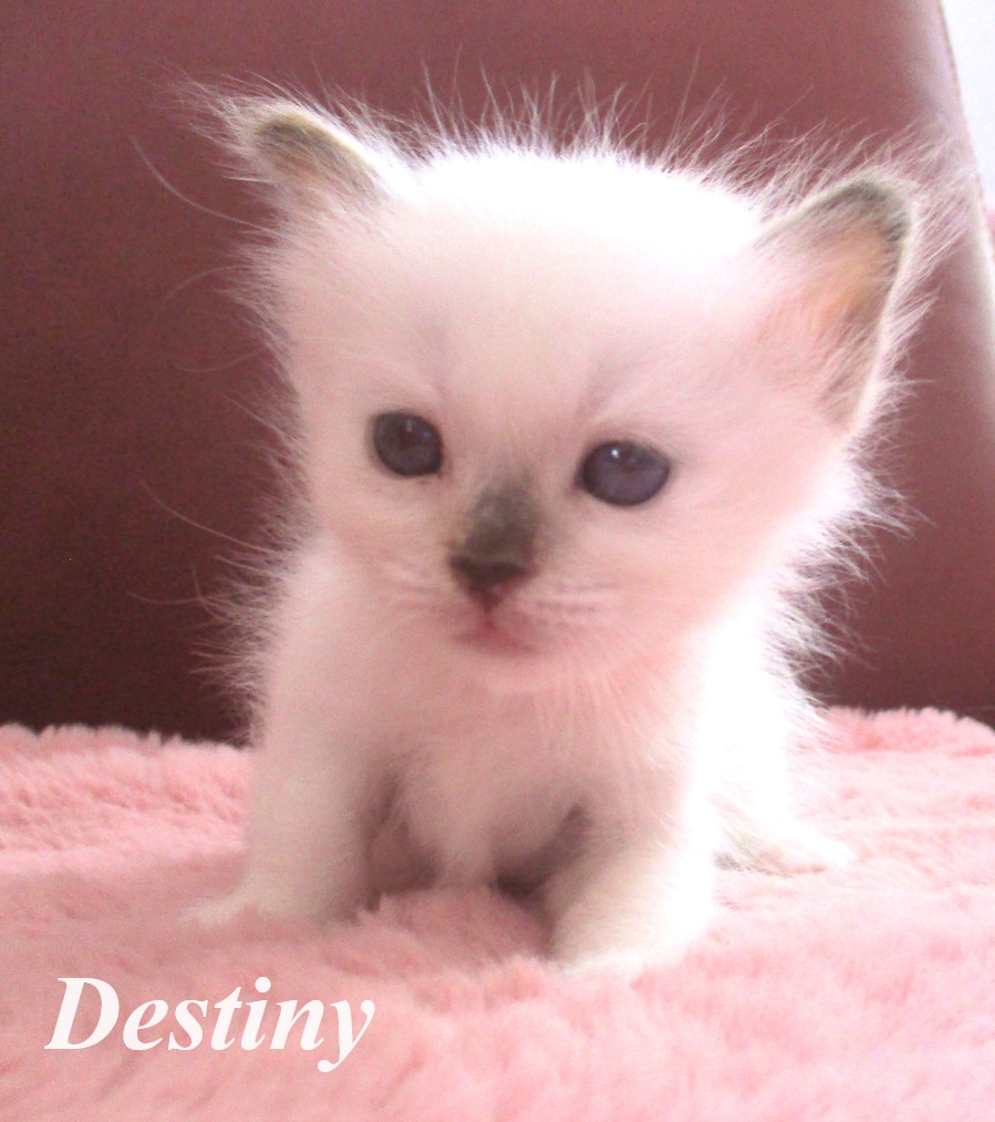Destiny – Birma (Heilige Birma) Kitten, Chocolate Tortie Point – Foto 3