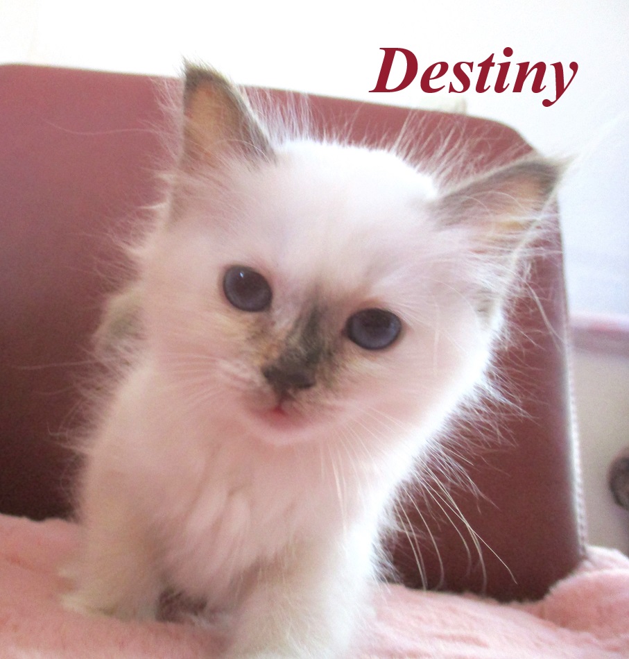 Destiny – Birma (Heilige Birma) Kitten, Chocolate Tortie Point – Foto 2
