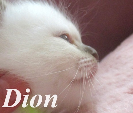 Dion – Birma (Heilige Birma) Kitten – Foto 4